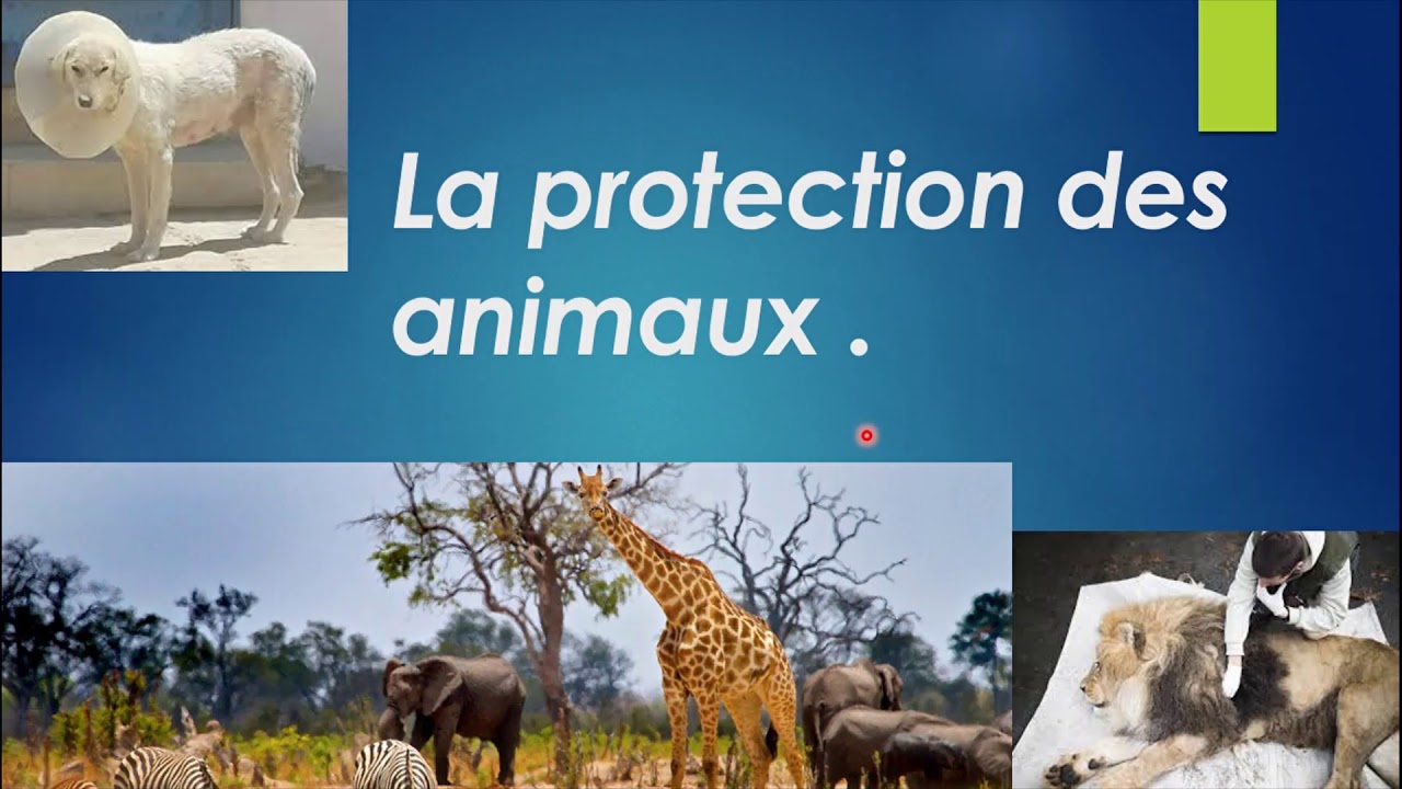 La protection des animaux YouTube