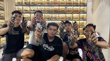 UPDATE HARGA BURUNG IMPORT TERBARU 2025 !!! BURUNG WAMBIE - POKSAY HONGKONG DAN CUCAK CUNGKOK