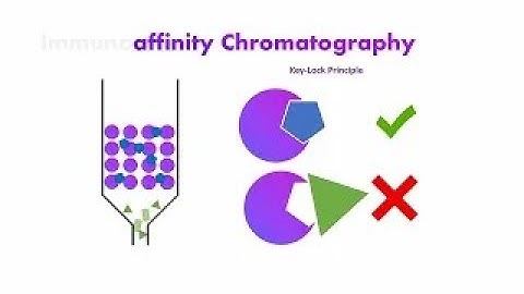 Immunoaffinity Chromatography - what