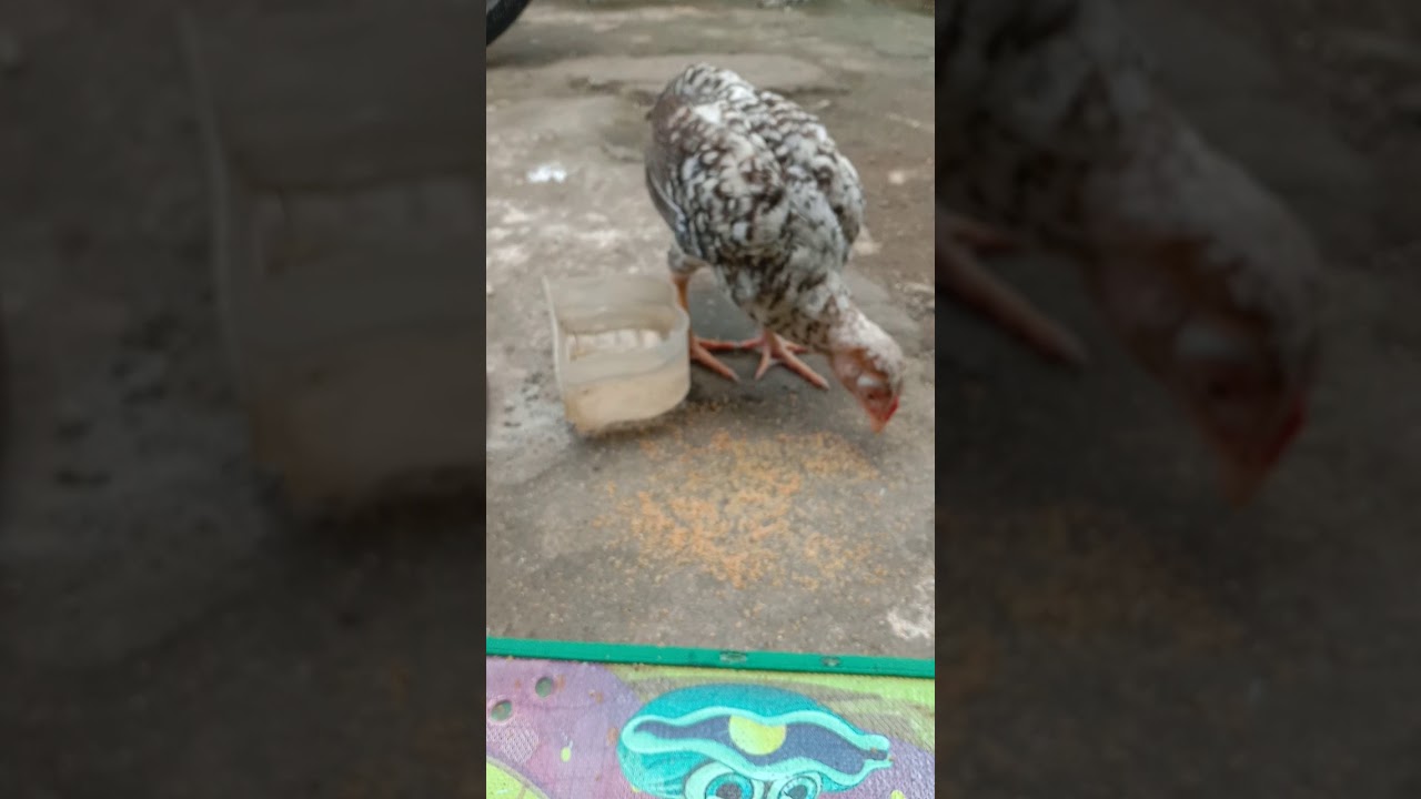Ayam betinqa 