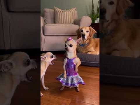 قوليلي يا خاينه ليه الشيطان وزك مشهد مضحك للشيواوا رقصة مجنونة ضحك كبير دراما الكلاب