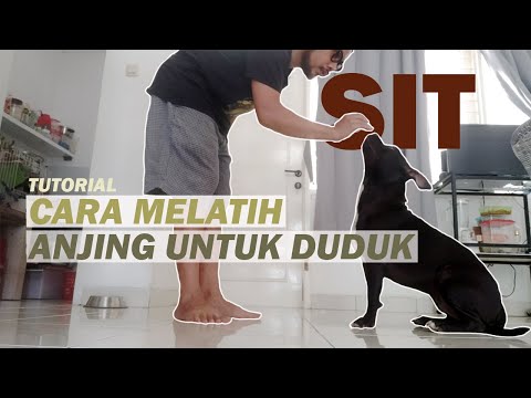 Video: Cara Mengajari Pit Bull Anda Untuk Duduk