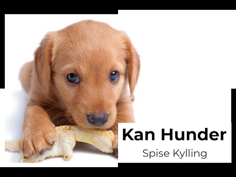 Video: Vil hunder spise muslingsuppe?