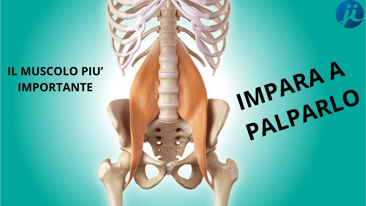 Muscolo PSOAS - Impara a palparlo