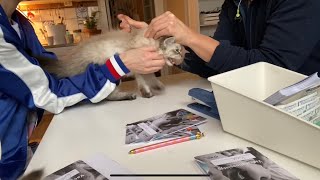 11 cat vaccinations in 3 minutes by Fjärilflickans 1,033 views 4 years ago 3 minutes, 12 seconds