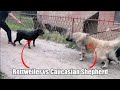 Rottweiler attacks the wrong dog!!!