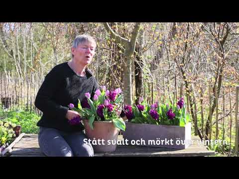 Video: Hur Man Tar Hand Om Hyacinter