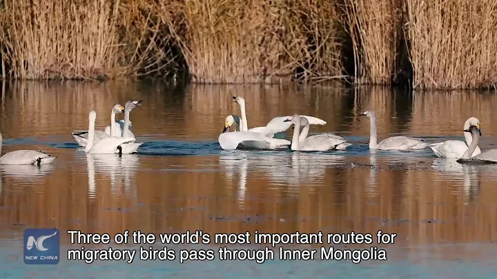 Wetlands in Inner Mongolia- a haven for migratory birds - DayDayNews