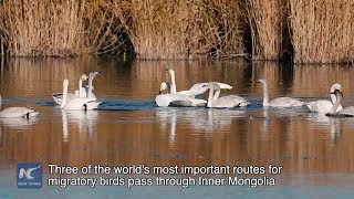 Wetlands in Inner Mongolia- a haven for migratory birds