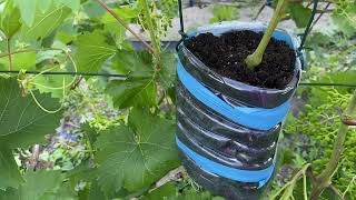 Саджанець винограду повітряним відводком. Роботи на винограднику в липні.