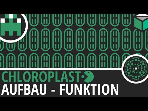 Chloroplast Aufbau einfach erklärt│Biologie Lernvideo [Learning Level Up]