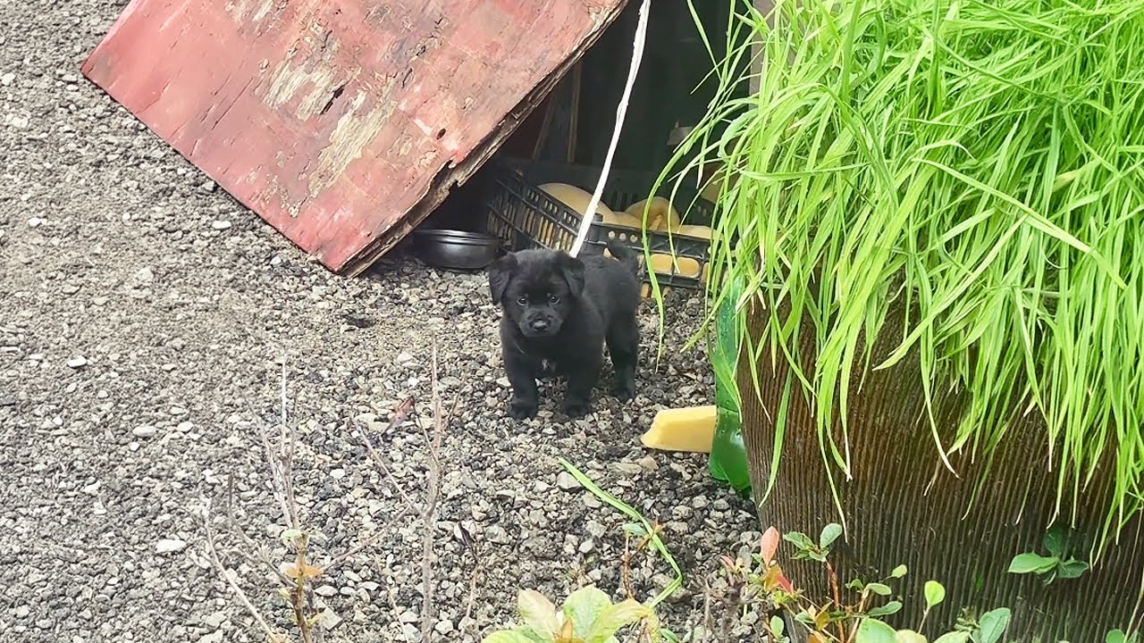 Я спасла тебя вчера, почему ты снова привязан здесь сегодня?