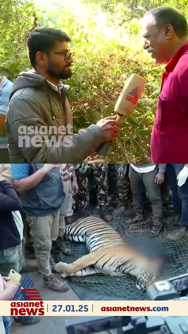 'ആരോടും പറയരുത് എന്ന് വനംവകുപ്പ് പറഞ്ഞു', വീടിന് തൊട്ടടുത്ത് കടുവയുടെ മൃതദേഹം