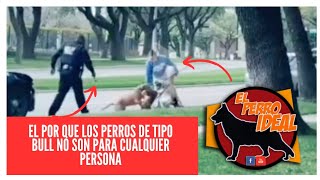 🔴 Por que los perros de tipo bull NO son para cualquier persona 🚫 by Elperroideal 2,613 views 1 year ago 2 minutes, 37 seconds