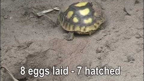 Gopher Tortoise Hatching