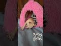 Chihuahuas perro perito чихуахуа собачка