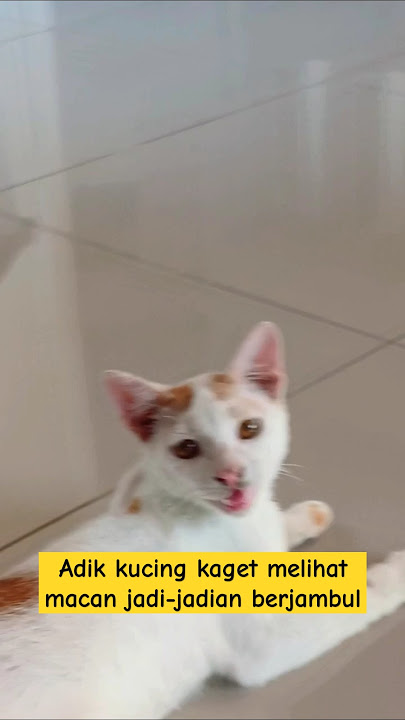 Little cat was shocked to see a crested werewolf