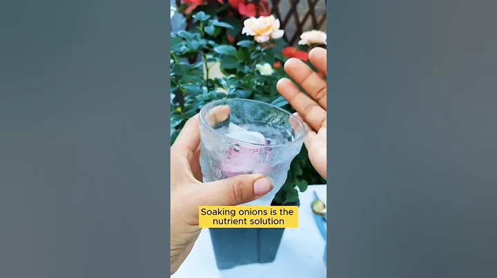 Fertilize your plants with 💧 fermentation 🪴 #gardening