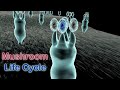 Life cycle of mushrooms in the phylum basidiomycota