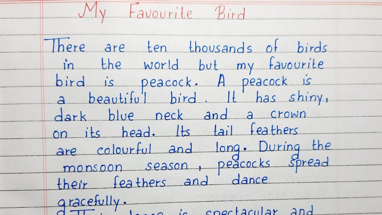 an bird essay