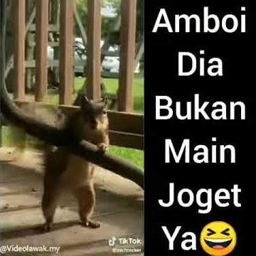 Tupai joget