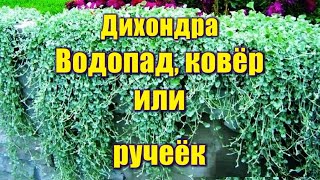 445_Дихондра в средней полосе. Водопад, ковёр или ручеёк