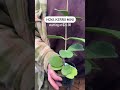 Rare Houseplant Haul