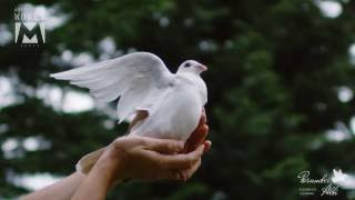 White dove filmed with 2000fps Ultra slow motion in Cluj
