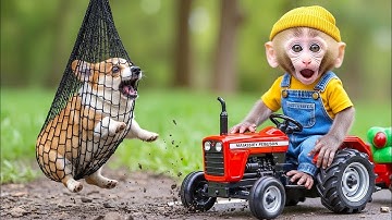 🐵🐶 Monkey Rescues Corgi Puppy Trapped In A Net On A Tree And Cooks Tomato Soup To Take Care Of Him