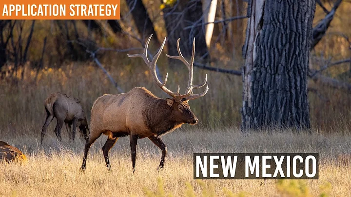 How to Apply for Non-Resident Big Game Tags in New Mexico | 2025 Application Strategy