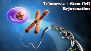 ❋ Stem Cell and Telomeres Rejuvenation ~ Eternal Youth + Healthy Body ~ Gentle Rain Sounds screenshot 5