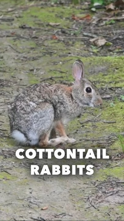 Cottontail Rabbits 🐰 Fast Facts - YouTube