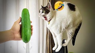 New Funny Animals 2024 🐕🐈Funniest Dogs and Cats 😻🐶