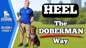 Teaching Dobermans to Heel Using Luring | Dobie Masters (S1E9)