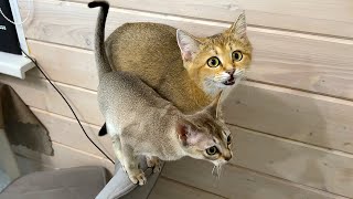 Sand cat, Singapore and raccoon funny reaction to nuts / Lynx  the best antistress