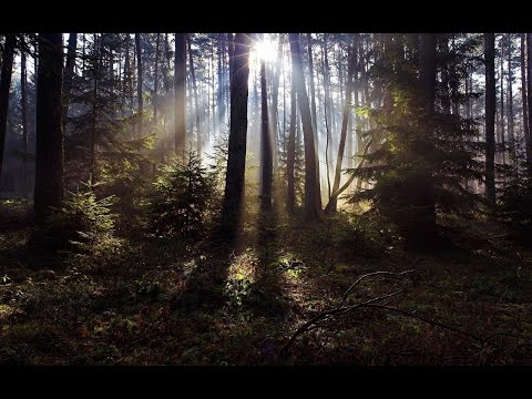 Video: Russian nature. Russian forests. Description of Russian nature
