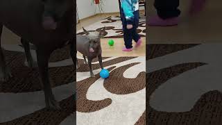 Chinese Crested Dog playing Ballgame