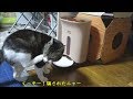 ブーンといえば即反応！猫と自動給餌機の関係☆パブロフの犬ならぬ、オートフィーダーの猫☆食いしん坊リキちゃん【リキちゃんねる　猫動画】Cat video　キジトラ猫との暮らし