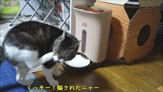 ブーンといえば即反応！猫と自動給餌機の関係☆パブロフの犬ならぬ、オートフィーダーの猫☆食いしん坊リキちゃん【リキちゃんねる　猫動画】Cat video　キジトラ猫との暮らし