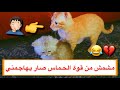 القط مشمش ولعبه المجنون مع ولد القطه ميلا 😂💔/ Mohamed Vlog