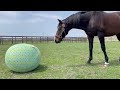 タニノギムレットとYogibo|ヴェルサイユリゾートファーム
