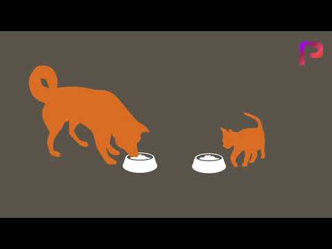 تصویری: آیا چربی خوب و بد موجود در غذاها برای حیوانات خانگی ما اعمال می شود