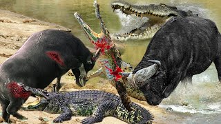 Traumatized Crocodile Was Brutally Trampled By Buffaloes To Save Calves- Spectacular Counterattack
