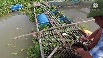 Bè câu 30k của chú Toán ở Thôn Cáp Hạ huyện Lương Tài tình Bắc Ninh