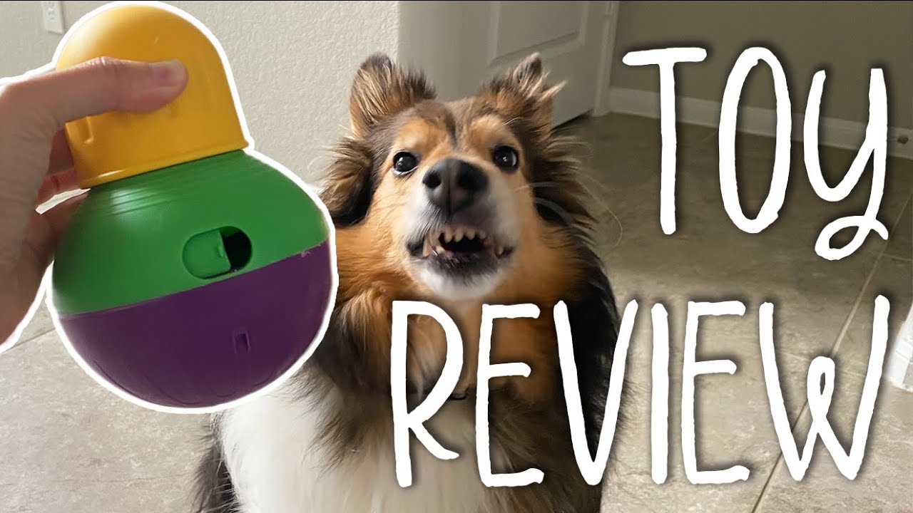 Testing TOP Rated Dog Puzzle Toy