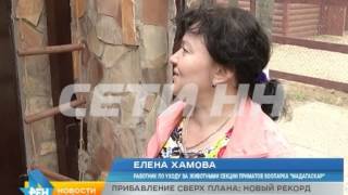 Зоопарки превращаются в роддома - рекордное прибавление в нижегородских зоопарках Зоопарки превращаются в роддома - рекордное прибавление в нижегородских зоопарках