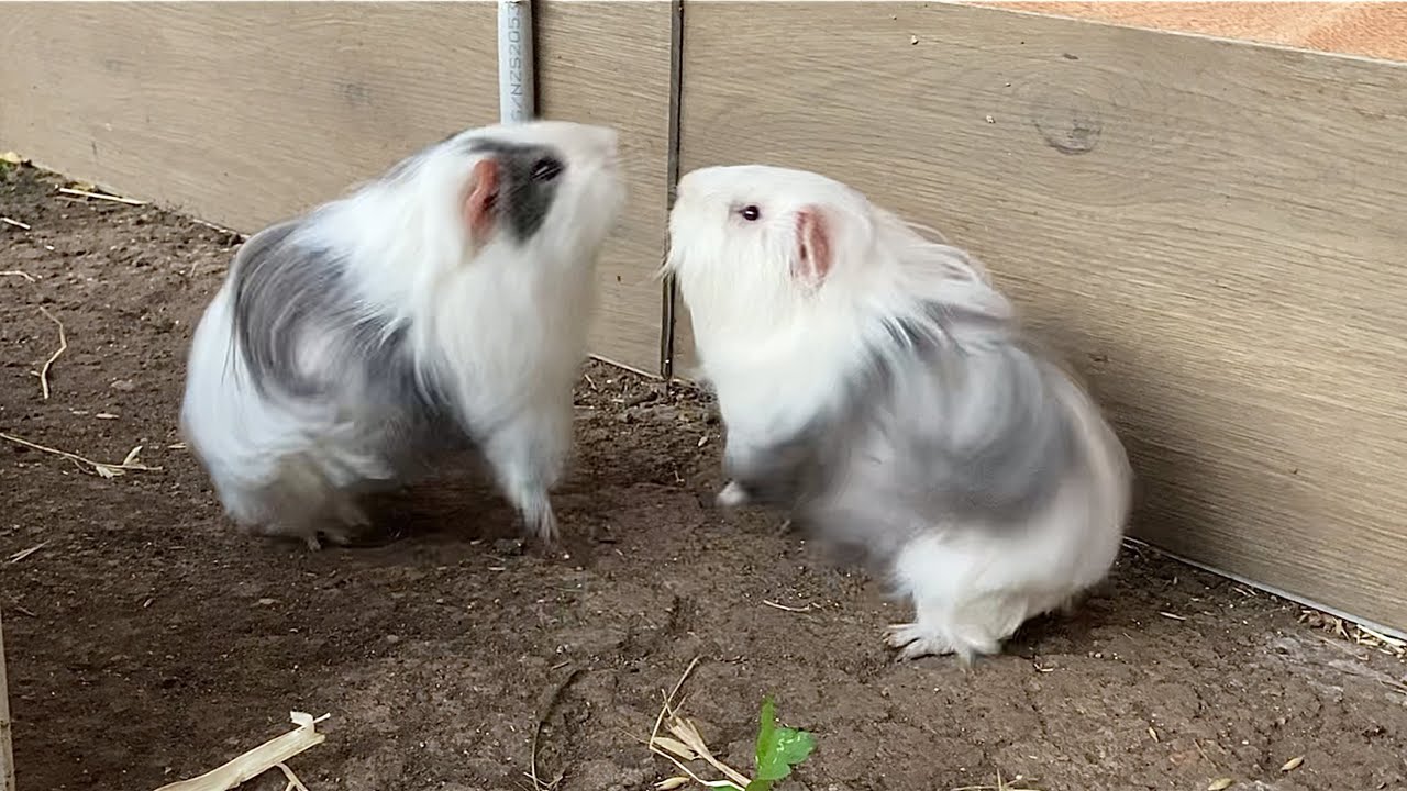 Guinea pig brothers fight for dominance YouTube