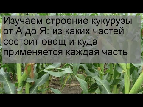 Изучаем строение кукурузы от А до Я: из каких частей состоит овощ и куда применяется каждая часть