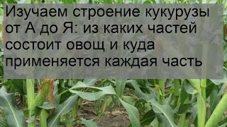 Изучаем строение кукурузы от А до Я: из каких частей состоит овощ и куда применяется каждая часть