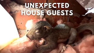 How Squirrels Turned a Wall into Their Home: A Tale of Unexpected Houseguests! by Gates Wildlife Control 6,077 views 2 months ago 14 minutes, 4 seconds